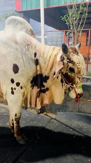 Huge Pintado Heavy Muscled Body Shahiwal Bull of SS Cattle Farm | MashAllah | #PintadoBull #MuscularBull #BiggestBulls #Sapi #Cow #Ranch #Reels #SadeeqAgro #Agro #Ranch #Cattle #Farm #Farming #fbreels23 #reelsviralシ #reelsvideoviralfb #fbreelsfypシ゚ #fbreels #fbreelsvideo #viralreelsfb #reelsvideo #trendingreels #reelkarofeelkaro #trendingreels #trendingvideo #trend | Guy with The Big Cows