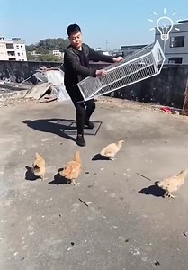 29K views · 158 reactions | Check out the coolest bird cage for breeding!  | AREWA BEAUTIFULs | Facebook