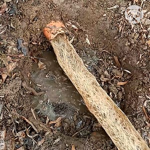 17K views · 18 reactions | Satisfying removal of tree root stuck in sewage pipe | Awesome | Facebook