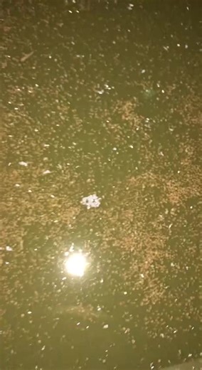 OCEANFISHFARM ( 7428 ) သည် TikTok ပေါ်တွင် ရှိသည်