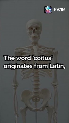 Fascinating Facts About Coitus