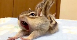 Rescue Chipmunk Discovers New Bed Sheets. His Reaction Has The Internet In Stitches