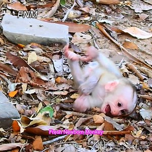 25K views · 709 reactions | OMG... Mom Luna weaning newborn so hard, Newborn screaming loudly on the ground, Fresh Newborn Monkey 4861 | Fresh Newborn Monkey | Facebook