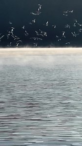 2.2K views · 315 reactions | Dale Hollow Dave on Reels | Facebook