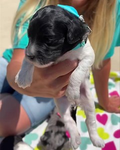 20 reactions | Winnie and Dart f1b Micro mini Sheepadoodle Adult size only 25-30 lbs Www.TLCbytheLake.com | TLC by the Lake Poodles and Doodles | Facebook