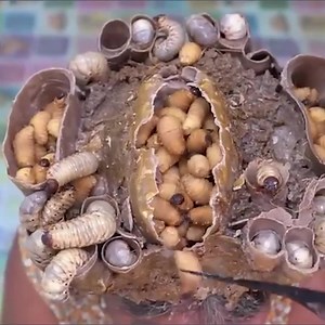 STRONG GIRL!! Ranking Scalp And Picking Dandruff Worms In Wasp Nest By Hand #2007 Part 4 | Help remove ticks