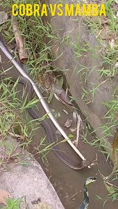 15K views · 61 reactions | Exo Wildlife on Reels | Facebook