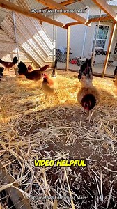 64K views · 2.7K reactions | The History of Claret Gamefowl #claret #claretgamefowl #gamefowlhistory | Gamefowl Enthusiast | Facebook