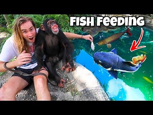 FEEDING MONSTER FISH WITH CHIMPANZEE ! FISH ATTACK