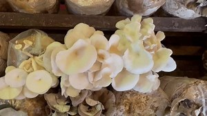 Anbau von Austernpilzen (Pleurotus ostreatus), einem: Stockvideos & Filmmaterial (100 % lizenzfrei) 1110899287 | Shutterstock
