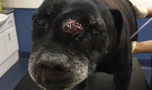 RSPCA appeal after dog is found injured in Glynneath
