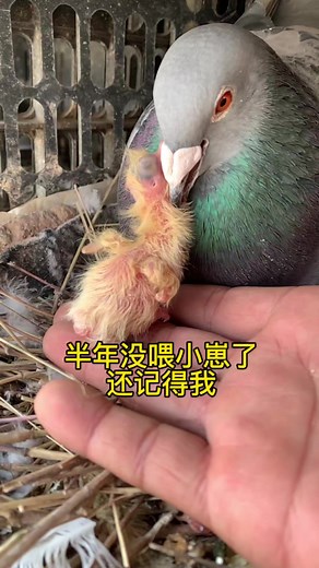 A female pigeon shows affection to her 2-day-old chick by creating a gentle warmth, resembling a steam-like effect. This caring gesture is crucial for the chick's well-being and contributes to maintaining an optimal environment for its early development. #pigeon #Shami #reels #beauty #nature #trendingreels Bird Lovers Wild Animals Chathuranga Withanage Photography Birds & Blooms Magazine Nature Animal Planet Wild Africa Cristiano Ronaldo Nature Valley Parrot Lovers Bird Instagram Facebook | Bird