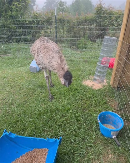 51K views · 4K reactions | A proper introduction | Shirtless Jake's Homestead | Facebook