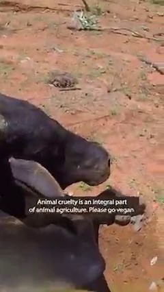 Wild bulls and cows can legally be run down with vehicles in Australia's remote outback. They have barely any legal protection, simply because they're considered to be 'feral'. Cruelty is rife in animal agriculture. Go vegan. | Animal Save Movement