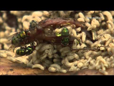 Maggots & flies consume carcass