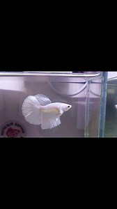 Platinum white dumbo hm 3mth junior Own breed by Betta E.L #bettafishlove #darkpellet #bettafood #Kepong #KualaLumpur #bettael #Platinumwhitedumbohm #Platinumwhitedumbo | Betta E.L | Facebook
