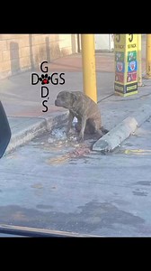 Forrest Gump: We always talk about second chances.THIS story is just that.Forrest was outside of a gas station, literally having food, ice cream, buckets of ice thrown at him to try to get him to move. People can be cruel. What they didn’t know was the Forest is paralyzed. He wouldn’t have been able to move even if he wanted. He had used his last bit of energy to drag himself over to that gas station looking for help and the community greeted him with nothing but disrespect. One of our wonderful