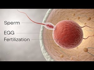 How Human Reproduction Works | Sperm to Egg Explained