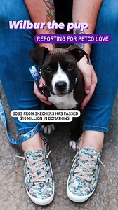 19 reactions | Have you heard the news?! 朗 Our friends at BOBS from SKECHERS have reached a milestone of $10 million in donations to pets in need across the U.S. and Canada! Now that's what we call putting your love into action!  Congratulations!  | Petco Love | Facebook
