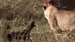 37K views · 1.8K reactions | Exploring Wild Nature on Reels | Facebook