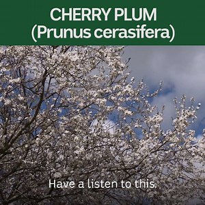 9K views · 284 reactions | Do plants bring back childhood memories for you? | Gardening Australia | Facebook