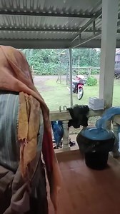 371K views · 2.5K reactions | ເບື່ອເຂົ້າຈີ່ປາເຕ້ ບ້ານຜັກກູດນ້ອຍ ເມືອງປາກຊ່ອງ ແຂວງຈຳປາສັກ. | Update Laos Magazine | Facebook