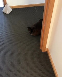 4 comments | Bed changing day around here is also a huge bed playing...