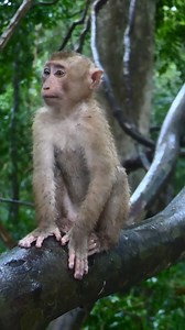 3.3K views · 41 reactions | Wet, wet, wet #LovelyMonkey | Lovely Monkey | Facebook
