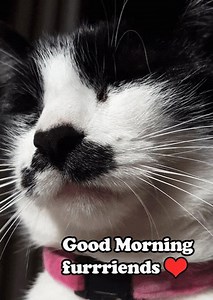 Ata mārie, Pōneke. We have lots of fun events happening in our libraries today, including: - Baby Rock & Rhyme 10-10.30 at Johnsonville Library - Preschool Story Time 10.30-11 at Karori and Cummings Park libraries - special Diwali Preschool Story Times 10.30-11am at Kilbirnie and Newtown libraries - Social English 11-12 at Newtown Library - book clubs at Island Bay and Wadestown libraries - CRAFTerschool 3.30-4.30 at Miramar and Johnsonville libraries and Code Club and Cut & Etch in the HIVE! We