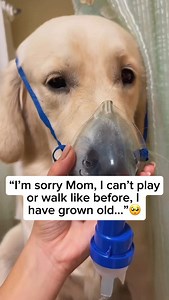 166K views · 2.8K reactions | All dogs go to heaven❤️ #ring #jewelry #giftideas #dogs | MeowChase | Facebook