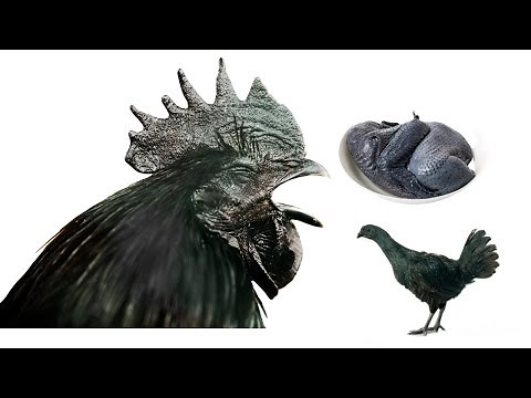7 Black Chicken Breeds with Black Meat Even