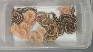 Red Stripes, Bananas, G-Stripes, OH MY! | Outback Reptiles