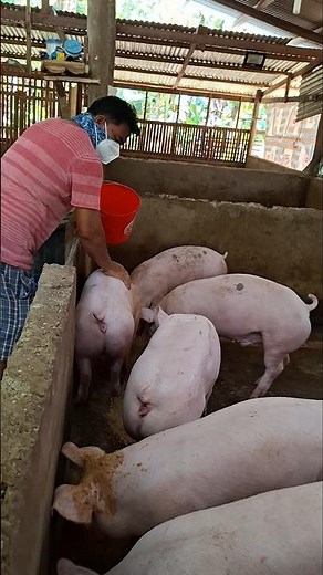 Vaccination time for big pigs #backyardfarming