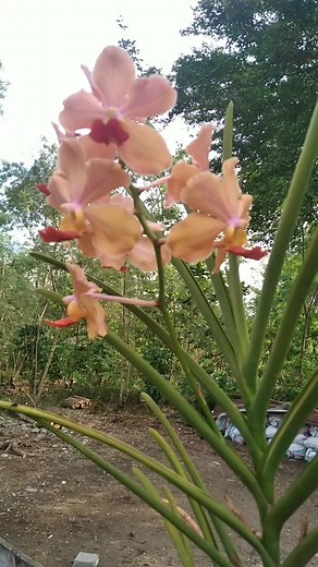 Vanda orchids ,🌻🌷🌼 #flowersandnaturegallery #orchid s #reelsfypシ #highlightseveryonefollowers | Flowers and Nature Gallery