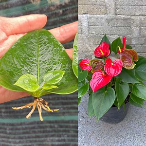 29M views · 727K reactions | Tips for propagating anthurium by leaves | Garden & House V&N | Facebook