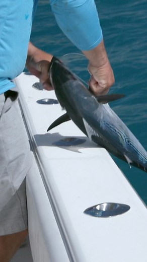 The Shrimp Boat Fishery Part 2 🦐 🎥: Local Knowledge Fishing Show - Full Episode S7 E08 Available on YouTube #localknowledgetv #fishing #sportfishing #keywestfishing #captainschoice #fishingtime #fishingdaily #shrimpboat #shrimpboats | Local Knowledge