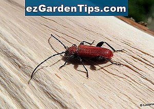 Tipi di alberi di legno duro africani 🌱 Consigli Giardinieri - It.ezGardenTips.com