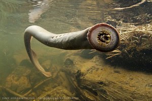 Lamprey - Alchetron, The Free Social Encyclopedia