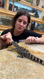 1.5M views · 42K reactions | The Reptile Zoo on Reels | Facebook