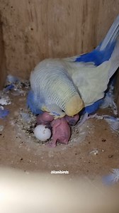 5.4K views · 432 reactions | Violet clearwing hen... #budgienest #budgielife #budgiereels #budgiesofinstagram | Jilanibirds | Facebook