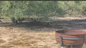 Bobcat searching for food | Gavin Gordon