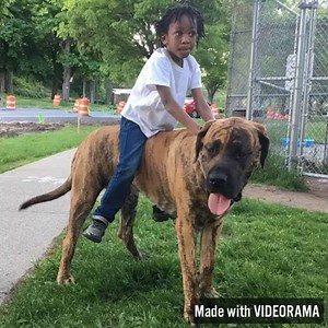 10 1/2 Month Old Simba and Copper Giving Rides At The Park.... “MyMasterfulMastiffs” “GentleGiants” “BigDogStatus” July 7th is almost here, Copper and Simba will be 1 yr old! At 10 1/2 mos and weighing over 160 and 180lbs and 28 and 31 inches from feet to shoulders, The Boys will be *ShowStoppers* This summer weighing over 200lbs. #fem #filabrasileiro #puppy #dog #mastiff #englishmastiff #brazilianmastiff | Ben White IFBB Pro | Facebook
