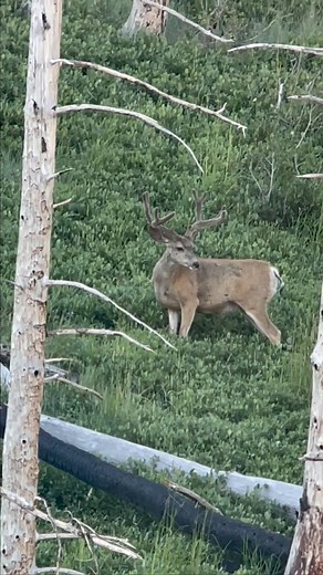 2K views · 44 reactions | Dark wide velvet rack! 歷  (30” wide?) #muledeerbucks #darkvelvet #wildlifephotography #believer Follow ➡️ @in_the_wild.photos | Spencer Adams | Facebook