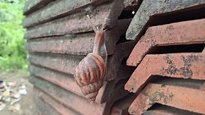 Close Giant African Land Snail Lissachatina Stock Footage Video (100% Royalty-free) 4000401899 | Shutterstock
