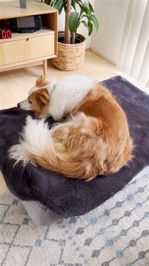 Do dogs' sleep positions reveal more than their soft bellies for rubbing? Tell us how your dog dozes in the comments 👇 | Omlet USA