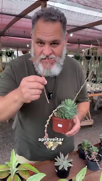 Sabe quando nasce aquele galhinho na tua suculenta e tu não sabe bem para que ele serve? Isso se chama: Haste Floral. Normalmente, é por ali que a tua planta da as flores que serão polinizadas e depois, acabam formando as sementes. Se tu não tem a intenção de tirar sementes dessas hastes, a melhor coisa que tu pode fazer é cortar. Isso porque a planta despende muita energia para emitir essas hastes e deixa tua suculenta bem debilitada. Se tu não vai tirar semente, é melhor cortar. Já sabia dessa