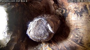 Just yesterday we had the male red-phase eastern screech owl from our mating pair roost in the same box. Today the female gray-phase easter screech owl is roosting in Owl Box 8. We have never seen this type of behavior before where the male and female owls have been interacting in the fall. Typically they stay separate from each other until spring mating season. See Owl Box 8 live here: https://pixcams.com/owl-box-8/ #pixcams #owls | PixCams