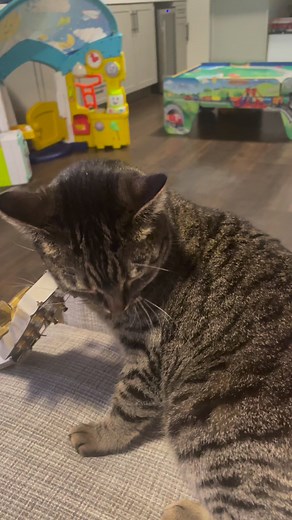 Ol Bells watching some wrasslin tonight while getting her itch scratched #cat #guitar | Midwest Avenue