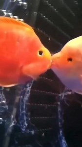 Yakalarsam muc #muck ederim | Gülüm hasretim sana