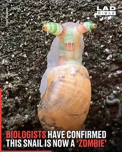 327K views · 1.8K reactions | A parasite has turned this snail into a 'zombie'. Damn nature, you crazy!  | LADbible Australia | Facebook